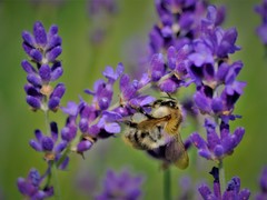 Bombus pascuorum