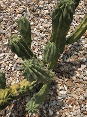 Myrtillocactus