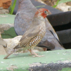 Amadina erythrocephala