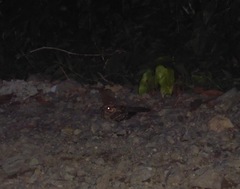 Nyctidromus albicollis