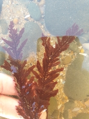 Euptilota formosissima