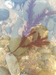 Euptilota formosissima