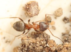 Lasius emarginatus