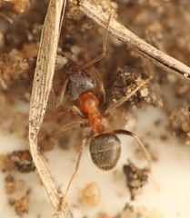 Lasius emarginatus