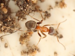 Lasius emarginatus
