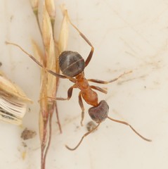 Lasius emarginatus