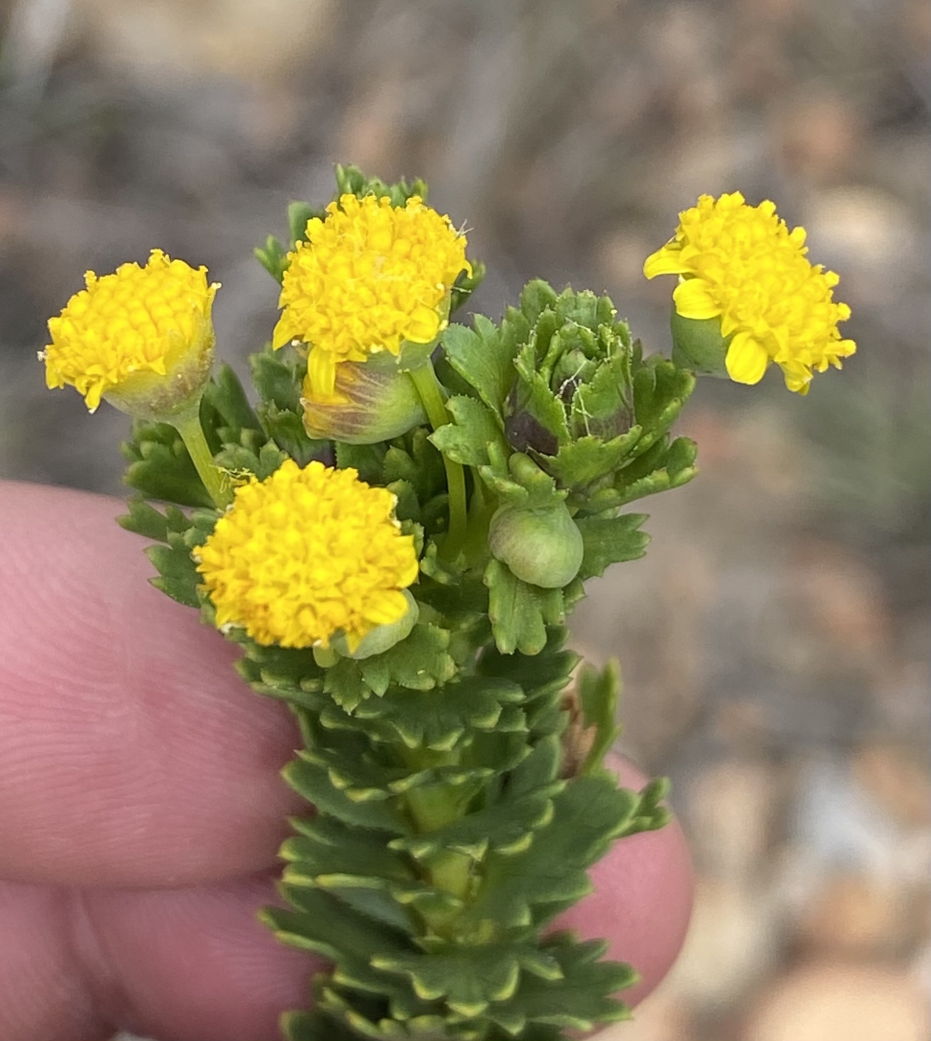 Algoa Harpuis (Euryops algoensis)