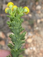 Euryops algoensis