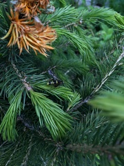 Tenthredo variabilis