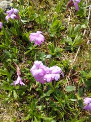 Primula integrifolia