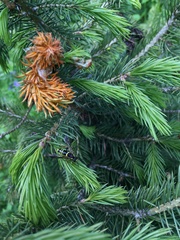 Tenthredo variabilis