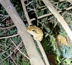 Polypedates maculatus