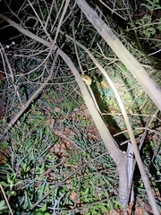 Polypedates maculatus