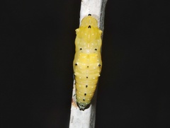 Delias eucharis