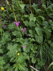 Primula kaufmanniana