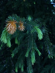 Picea schrenkiana