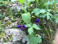 Viola altaica
