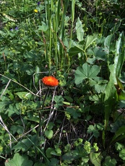 Erigeron aurantiacus