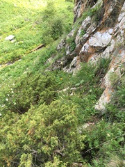 Juniperus pseudosabina