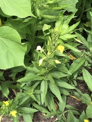 Oenothera biennis