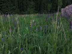 Aconitum leucostomum