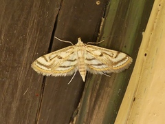 Parapoynx badiusalis