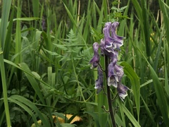 Aconitum leucostomum