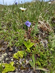 Veronica bellidioides