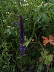 Veronica porphyriana