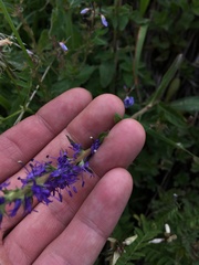 Veronica porphyriana