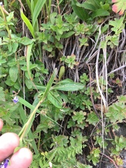Veronica porphyriana