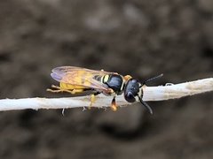 Philanthus triangulum