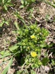 Potentilla norvegica