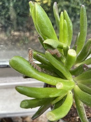 Paracles fusca