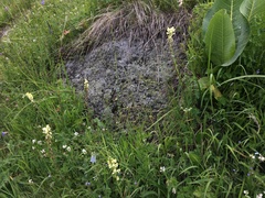 Pedicularis dolichorrhiza