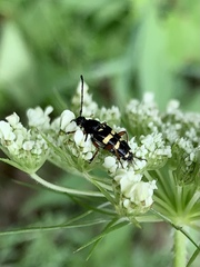 Typocerus sparsus