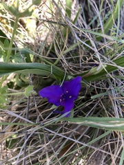 Tradescantia bracteata