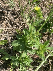 Potentilla norvegica