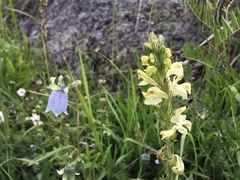 Pedicularis dolichorrhiza