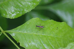 Rainieria antennaepes