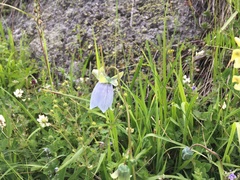 Codonopsis clematidea