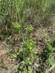 Potentilla norvegica