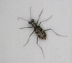 Ellipsoptera sperata