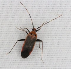 Adelphocoris rapidus