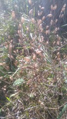 Agalinis communis