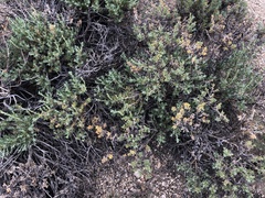 Artemisia rothrockii