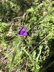 Tradescantia bracteata