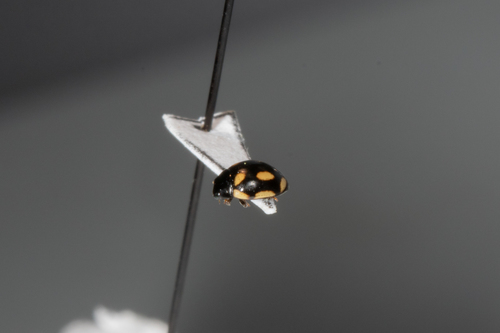 Hyperaspis disconotata photographed in Vermont