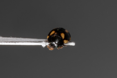 Hyperaspis disconotata