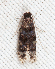 Stenoptinea auriferella